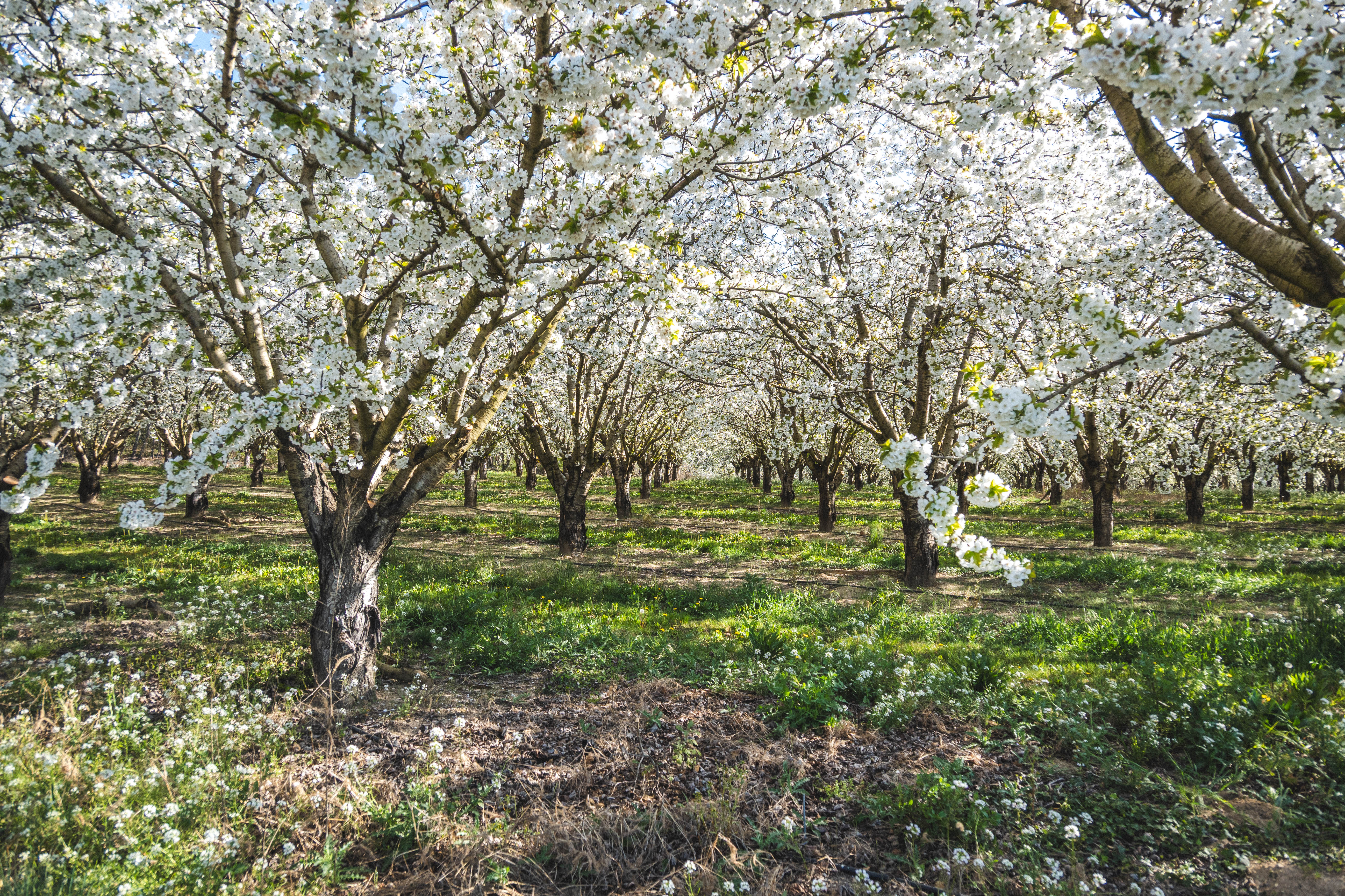 Cerisiers en fleurs en Provence