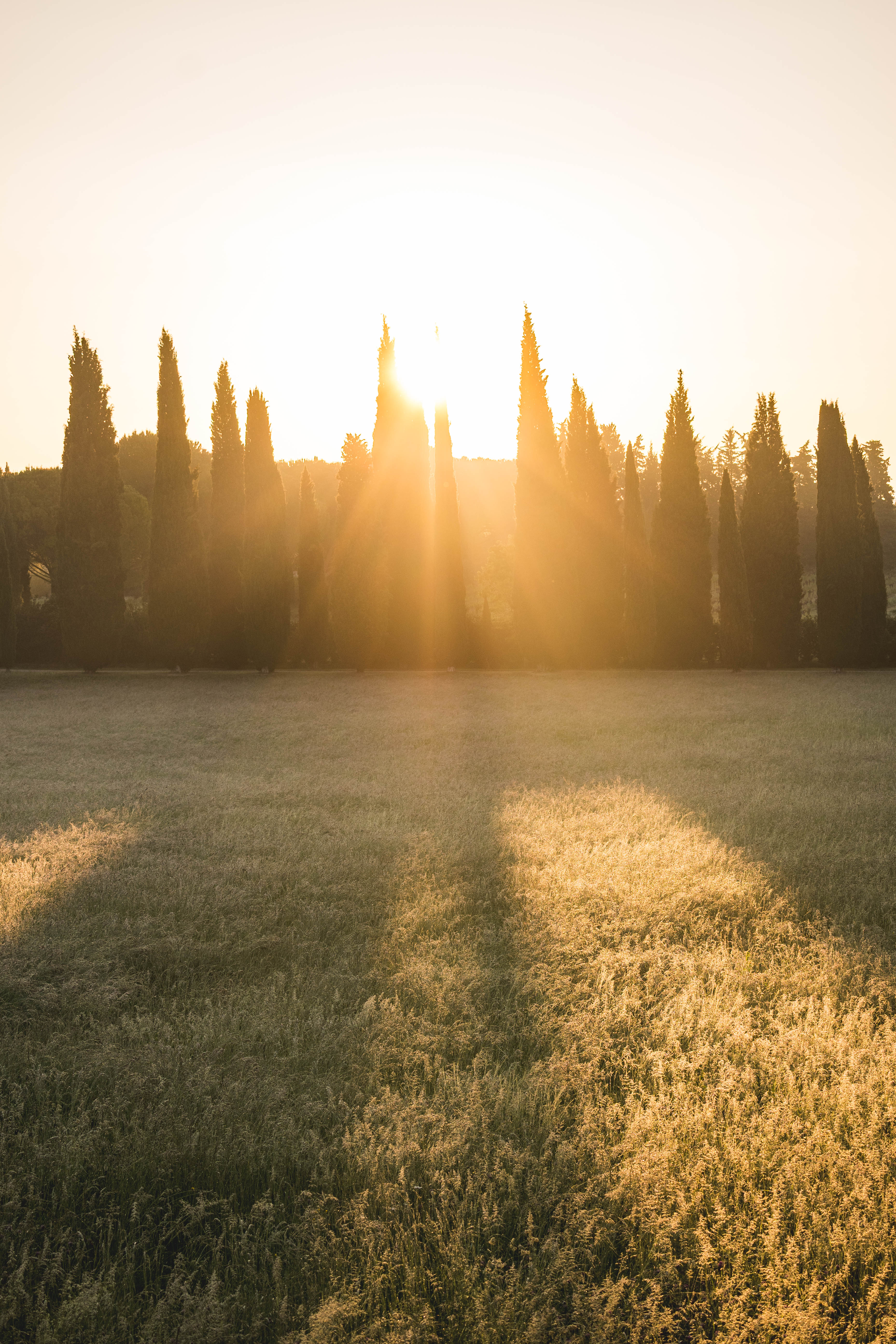 Lumière sur champs de blé